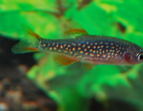 Danio Galaxy