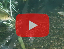 Piranha À Ventre Rouge