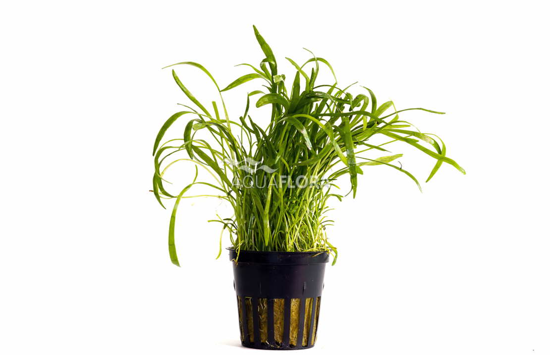 Lilaeopsis 'novea-zealandiae' - Pe