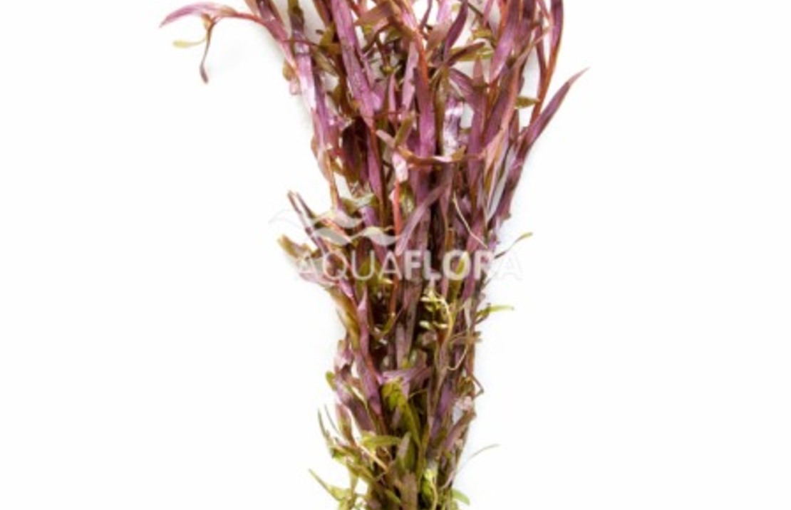 Rotala Rotundifolia - Ba