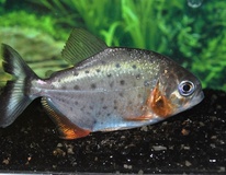 Piranha À Ventre Rouge