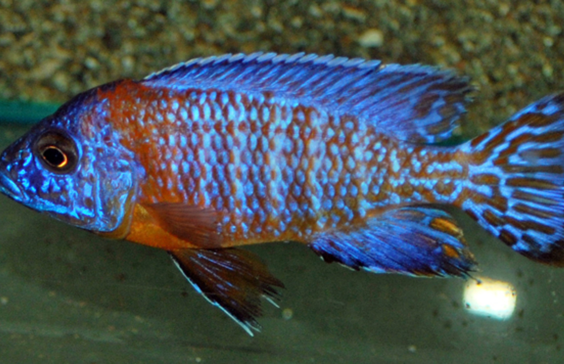 Aulonocara Nyassae Orange