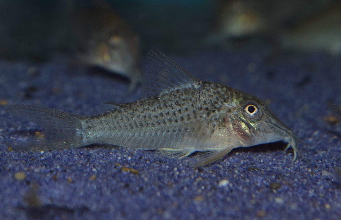 Pantsermeerval Cervinus