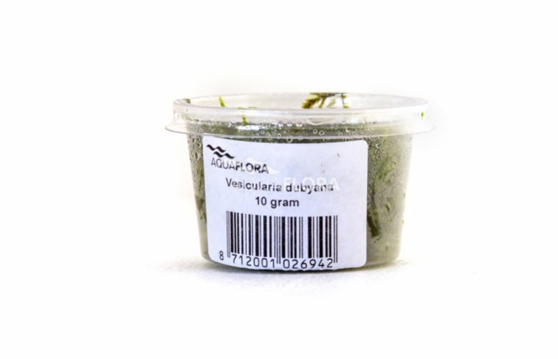 Vesicularia Dubyana - Cup 10gr. - La