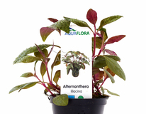 Alternanthera Reineckii 'lilacina' - Pe