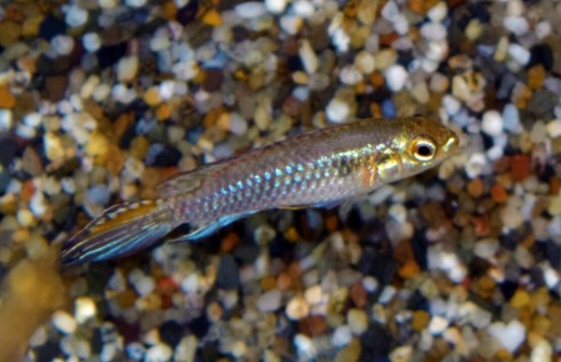 CichlidÉ Nain Candidi