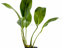 Anubias Congensis - Pe