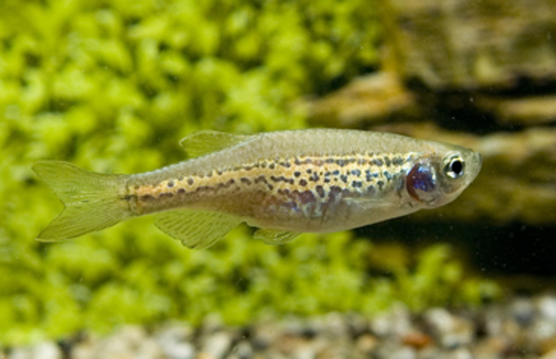 Leopard Danio