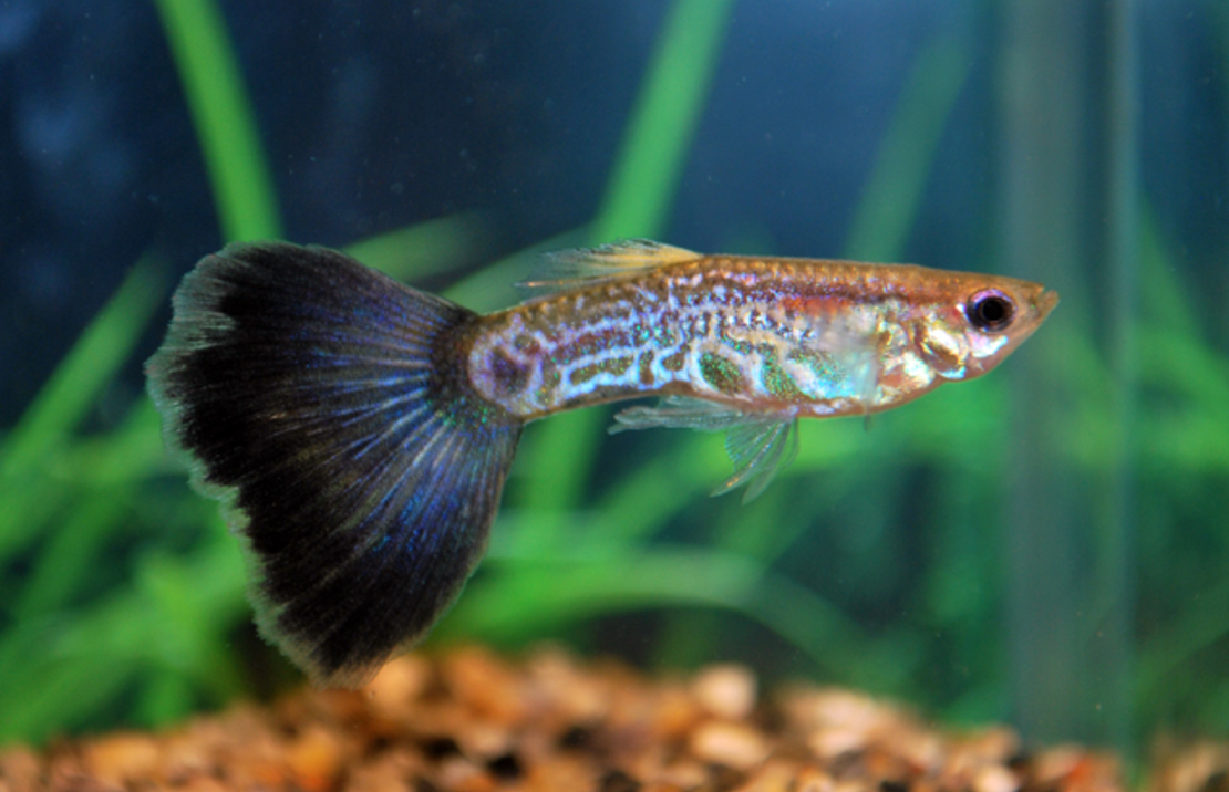 Guppy Snakeskin Violett Mann