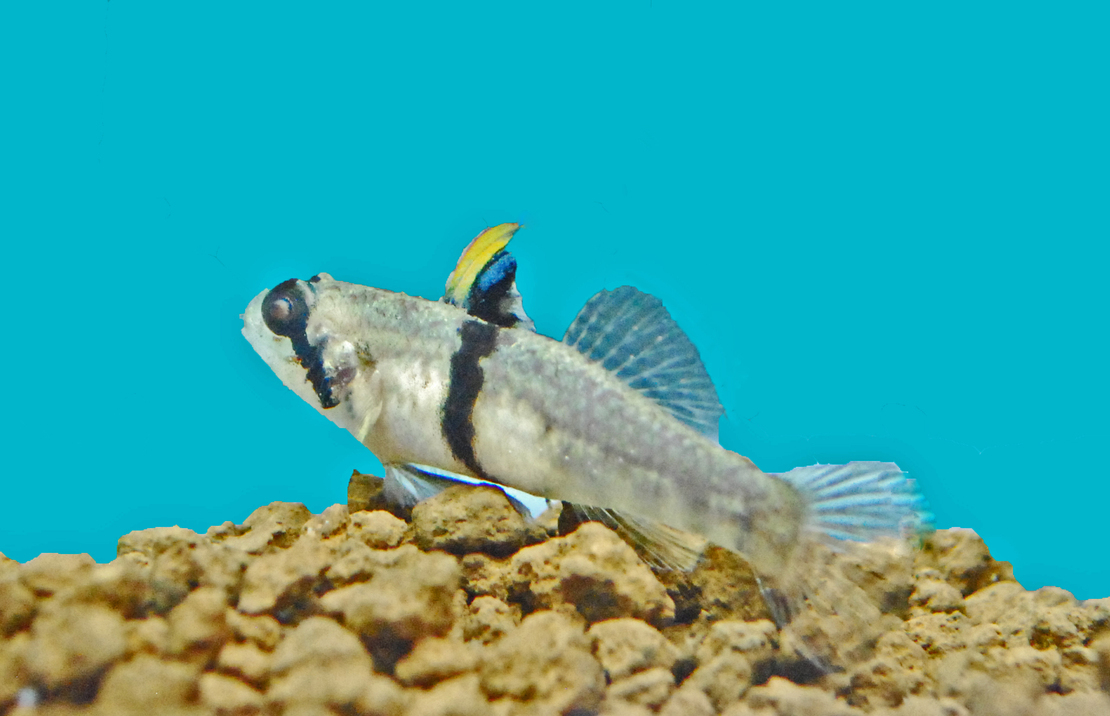 Gobie À Corne De RhinocÉros