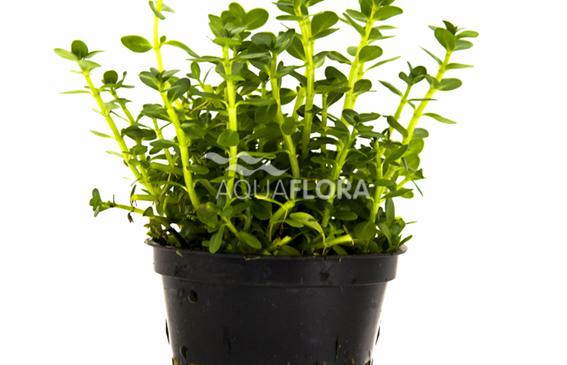 Rotala Species 'green' - Pe