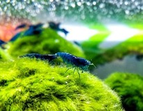Blue Diamond Shrimp