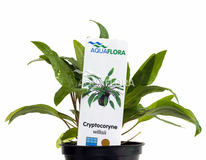 Cryptocoryne X Willisii - Pe