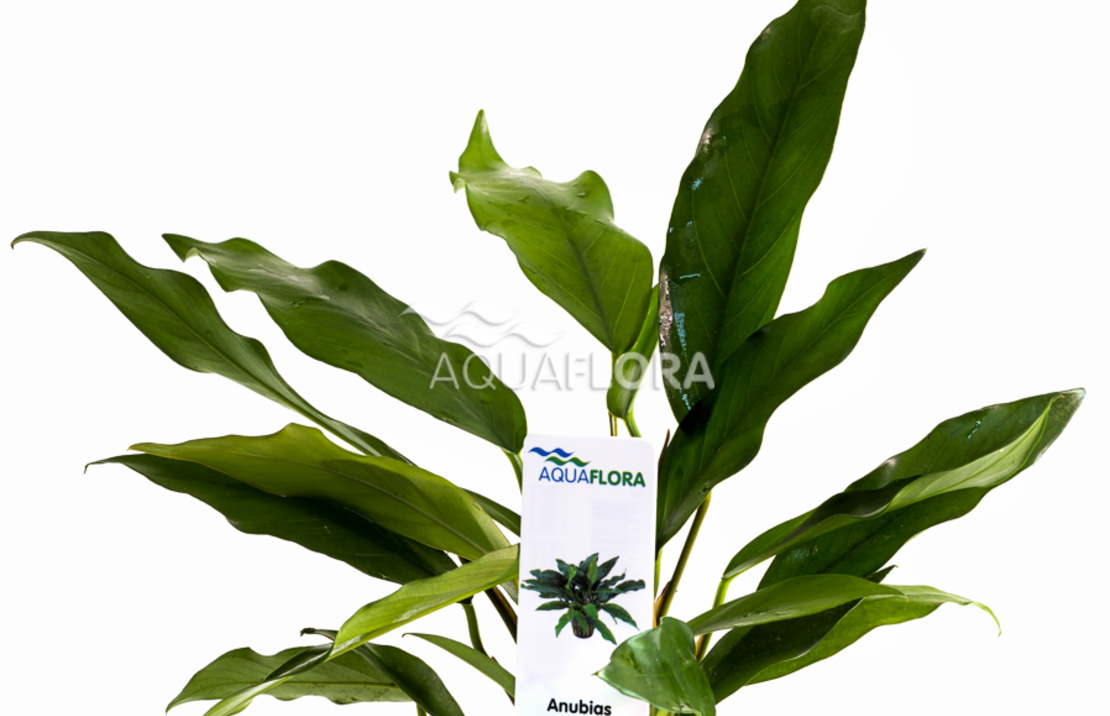 Anubias Minima - Pe