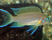 Tanganyika Cichlide Daffodil