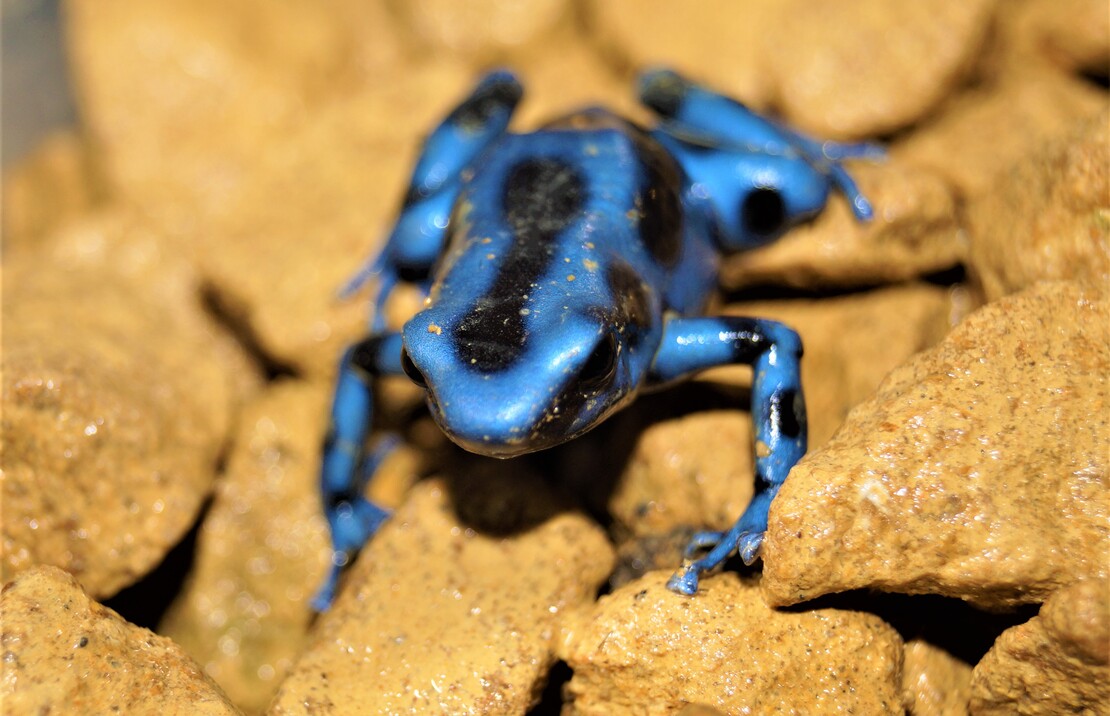 Dendrobate DorÉ Bleu