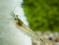 Crevette Amano  Japonica