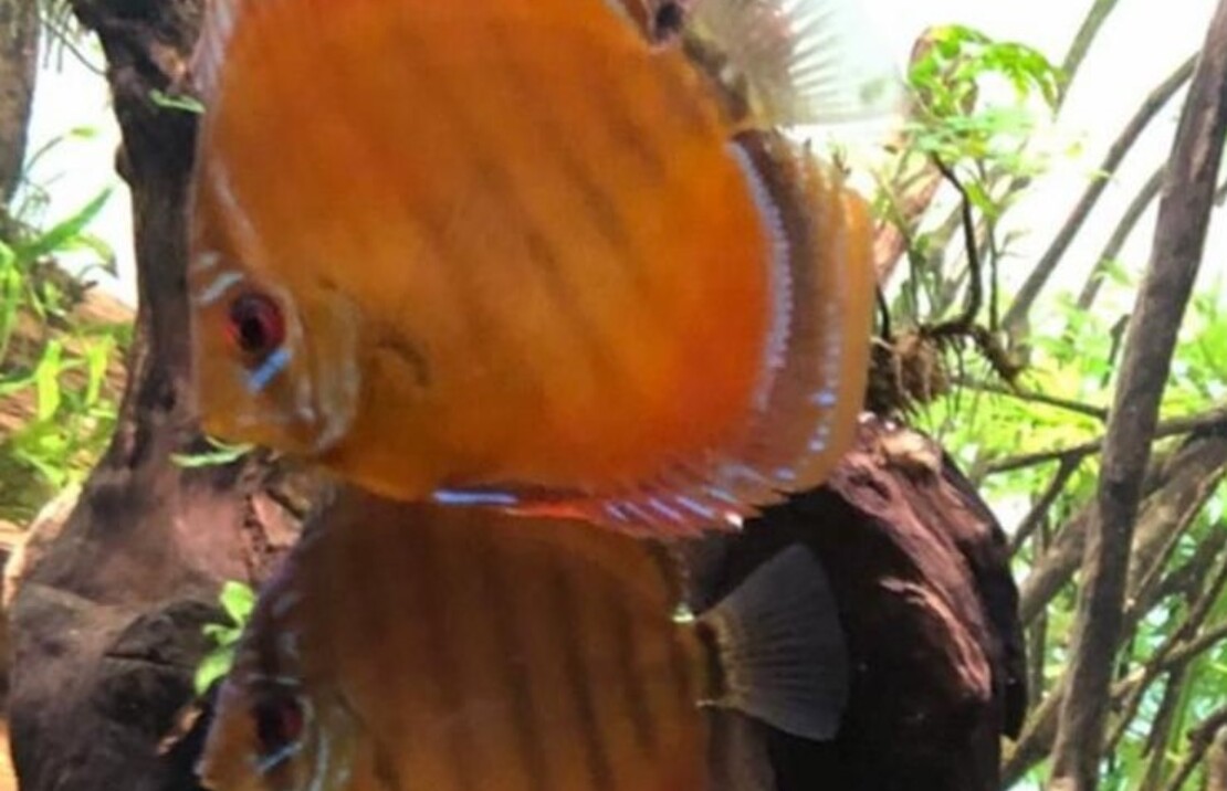 Discus Brown