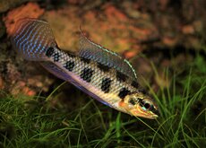 Autres Cichlidés Nain