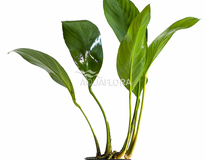 Anubias Congensis - Pe