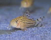 Pantsermeerval Knaacki