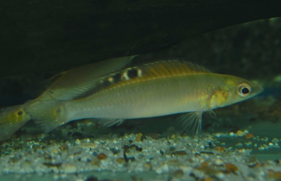Crenicichla Regani