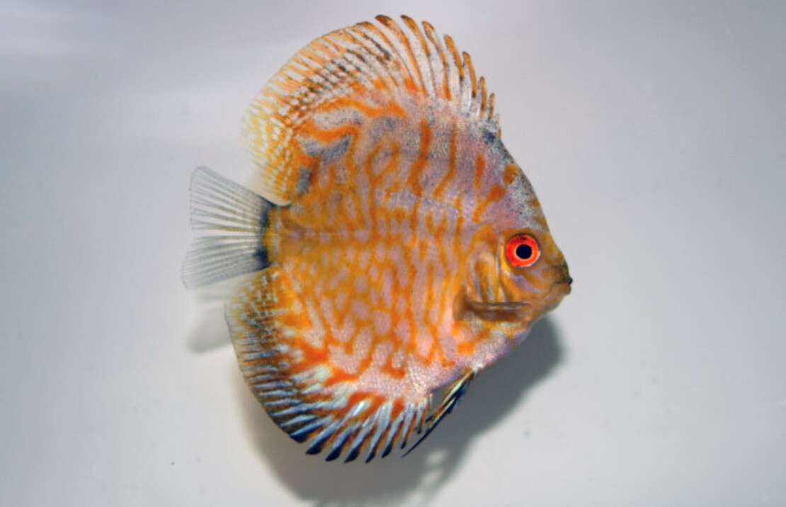 Discus Golden Leopard