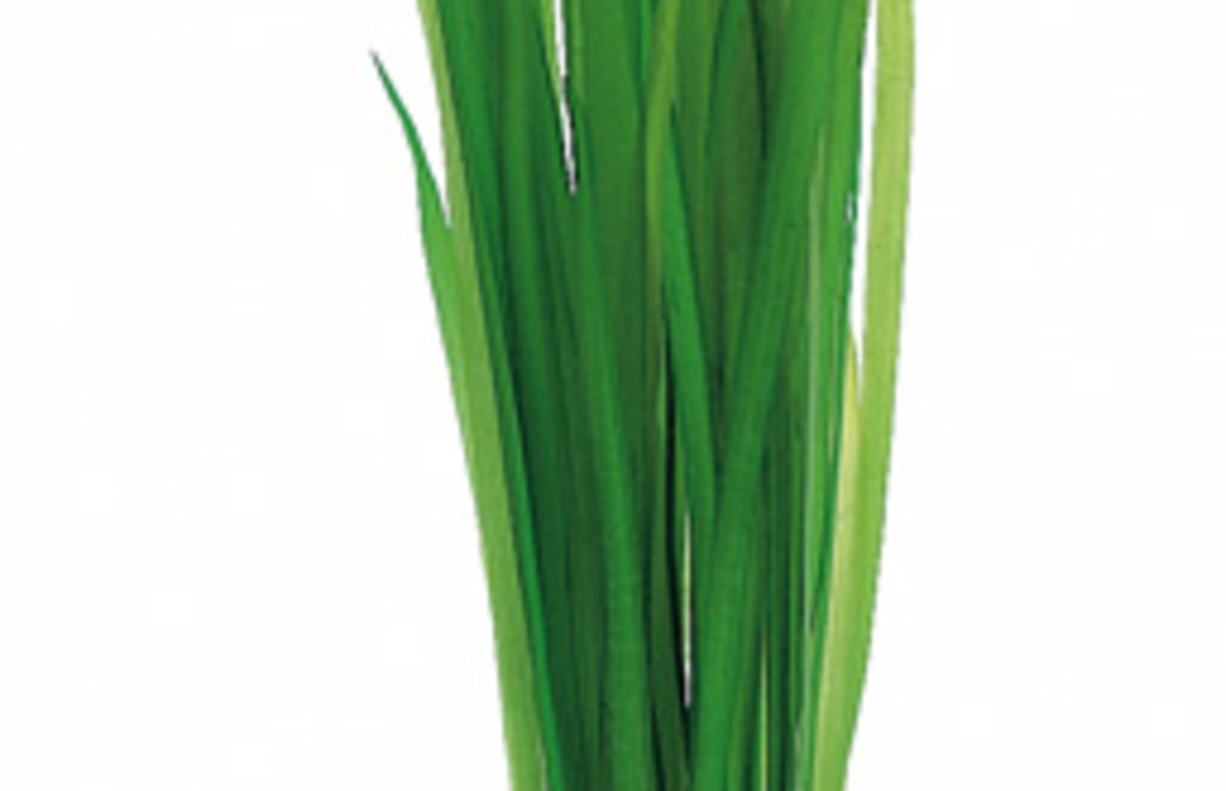 Vallisneria Spiralis - Ps