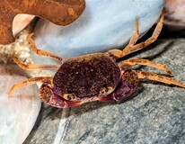 Crevette Verre Taiwan