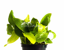 Anubias Barteri Var. Nana 'golden' - Pe