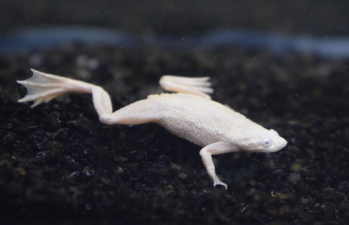 Grenouille Naine Platine