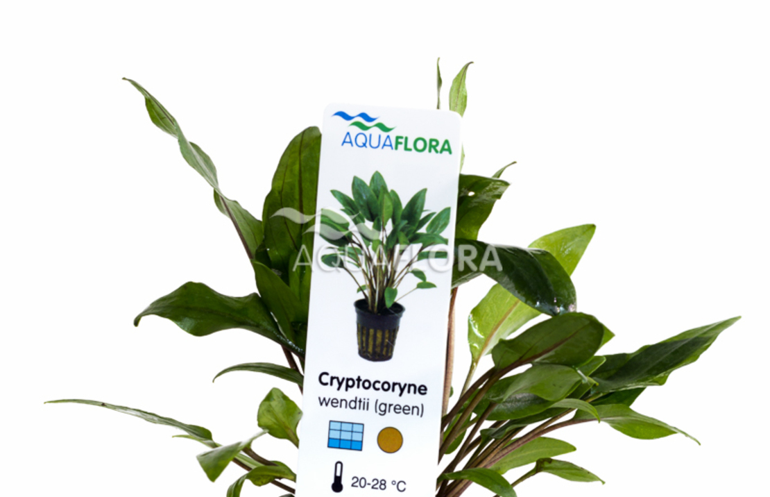 Cryptocoryne Wendtii 'green' - Pe