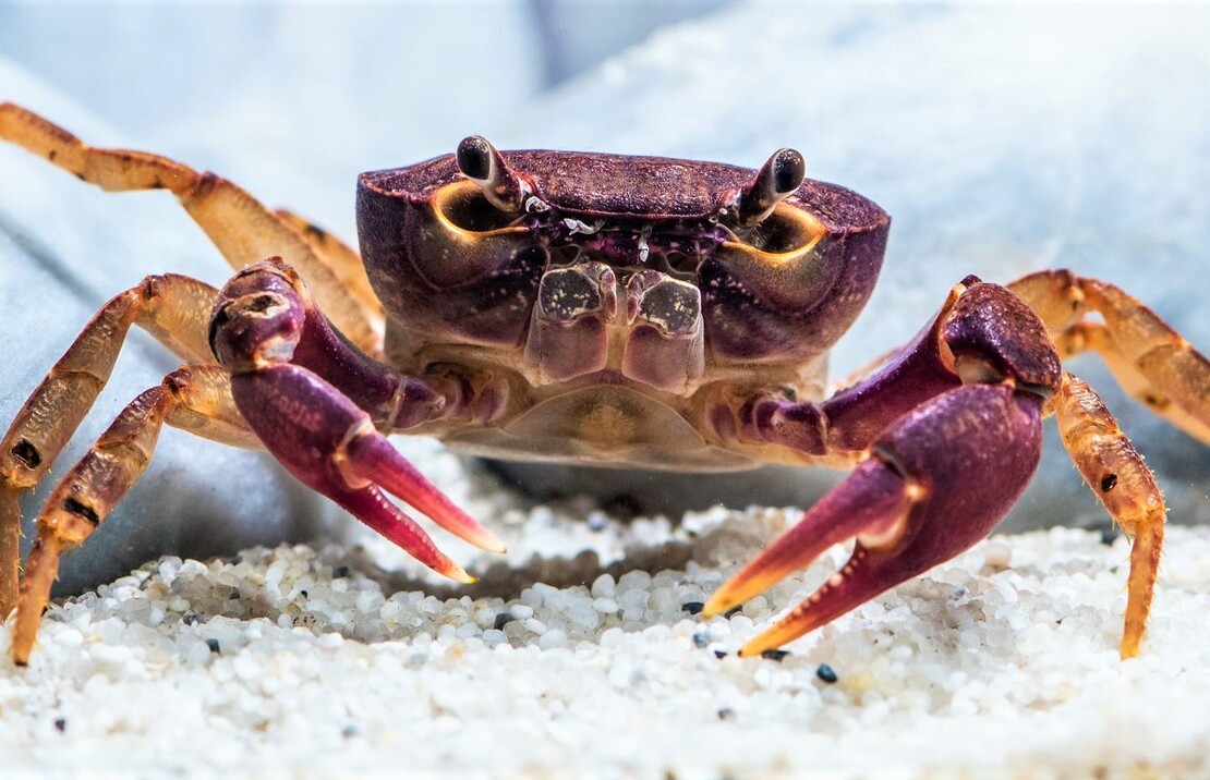 Crevette Verre Taiwan