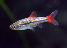 Rasbora