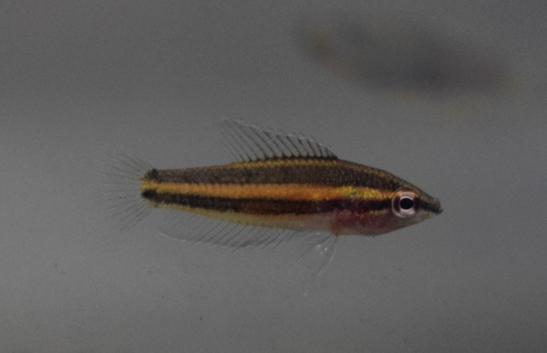 Gourami RÉglisse Sentang