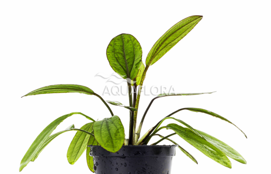 Echinodorus 'red Diamond' - Pe