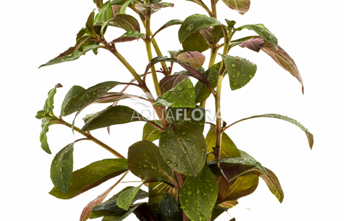 Ludwigia Glandulosa - Pe