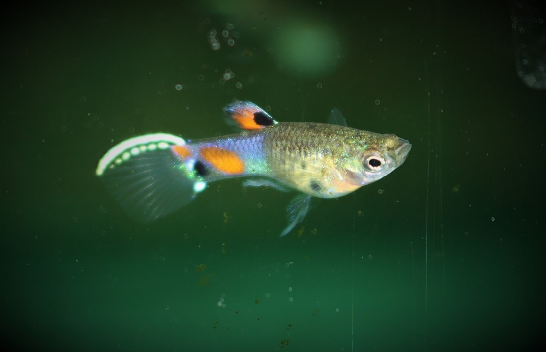 Guppy Endler Snakeskin Blau Mann