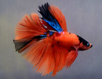 Combattant Half Moon Nemo (mÂle)