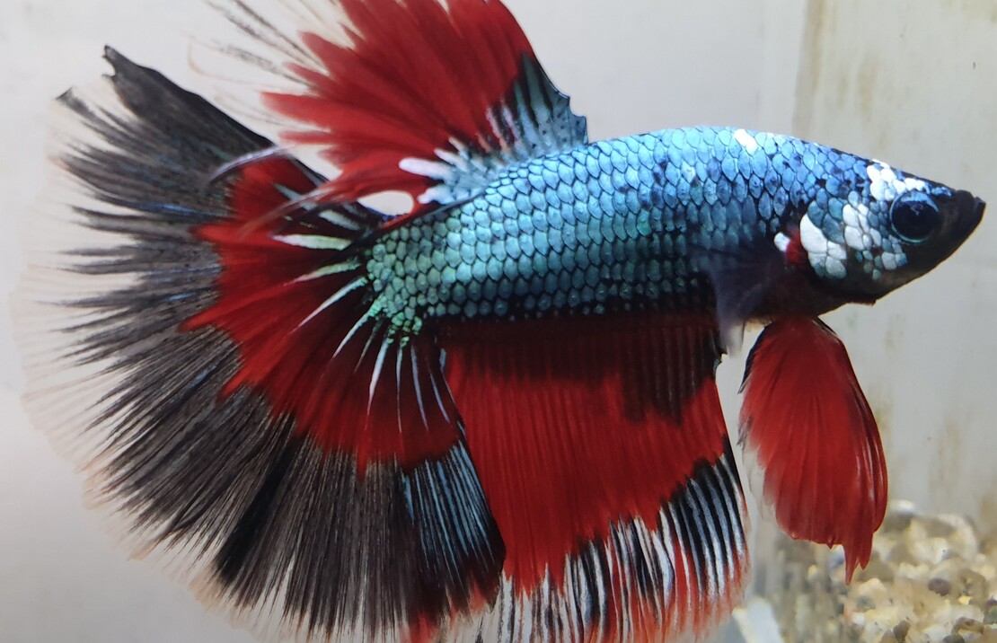 Combattant Halfmoon Dragon (mÂle)