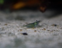 Green Velvet Shrimp