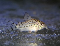 Pantsermeerval Knaacki