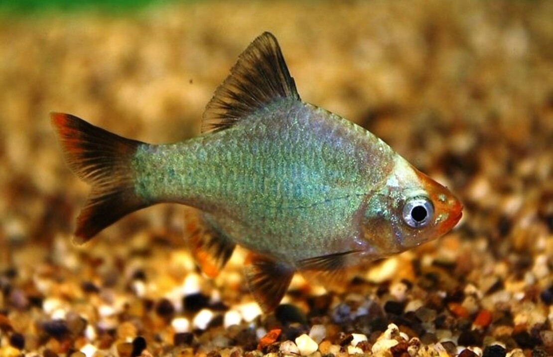 Tiger Barb Cobalt