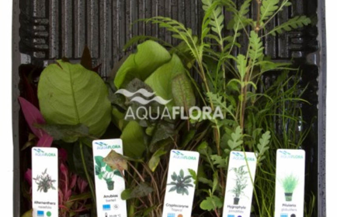 Mix 5 Pots Mix Colour Code - As