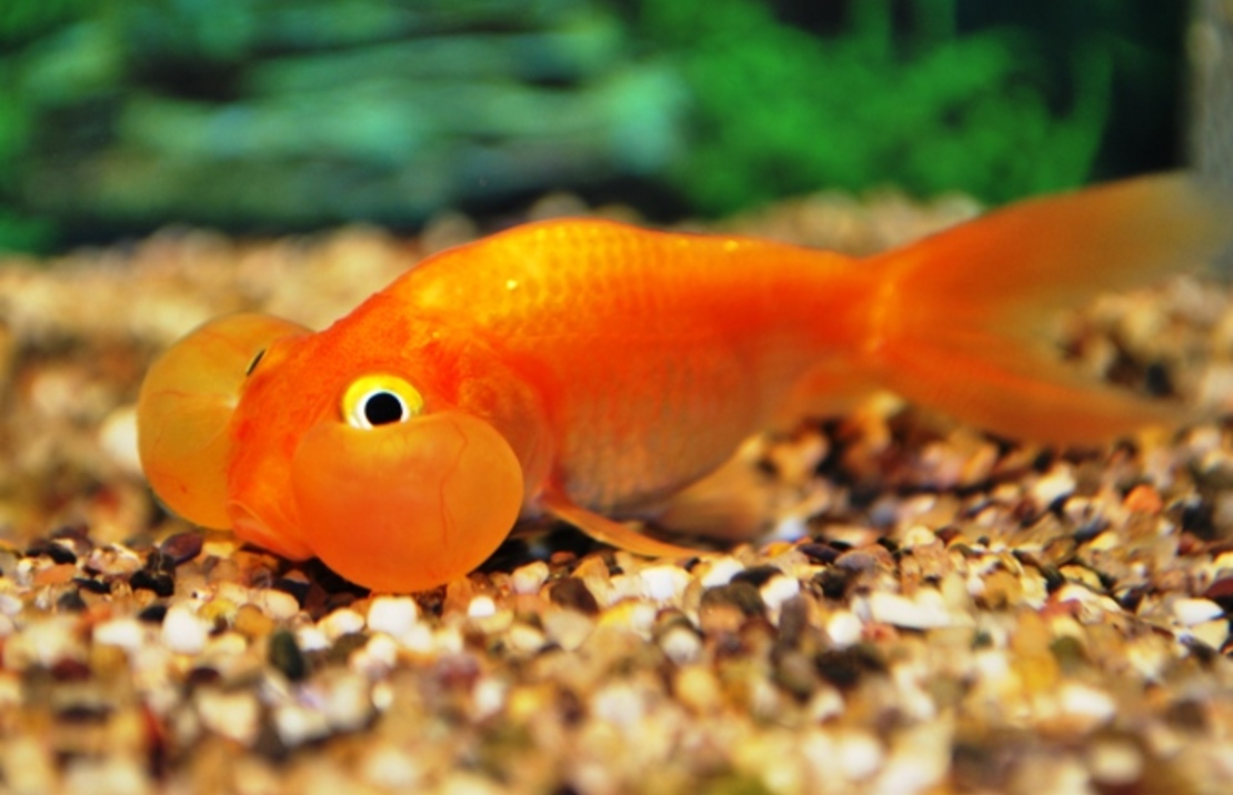 Sluier Bubble Eye Rood