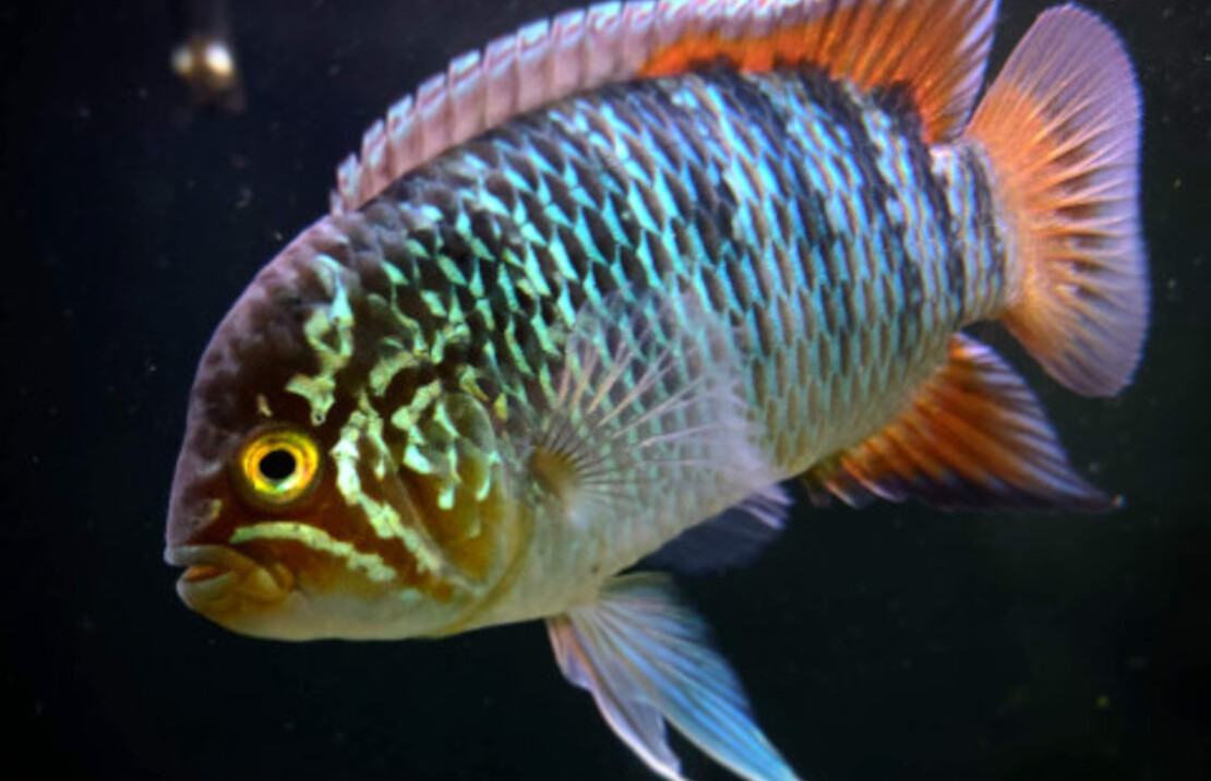 Nannacara Adoketa '' Cuiari'' F1 S