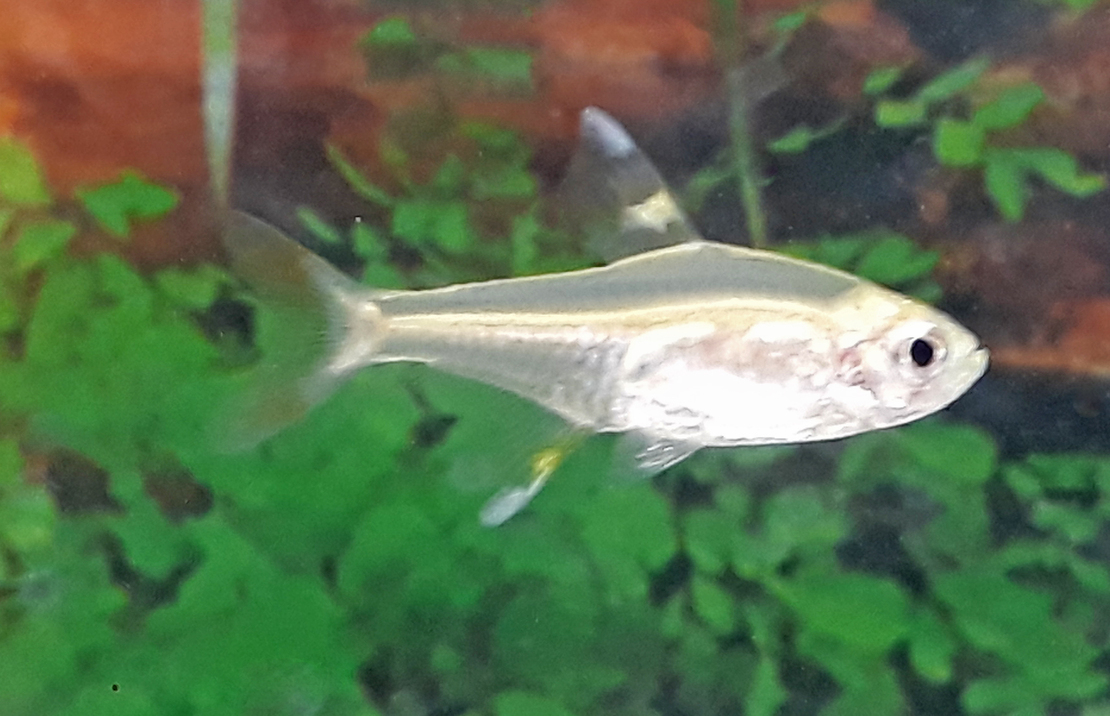 Sternflecksalmler Gold