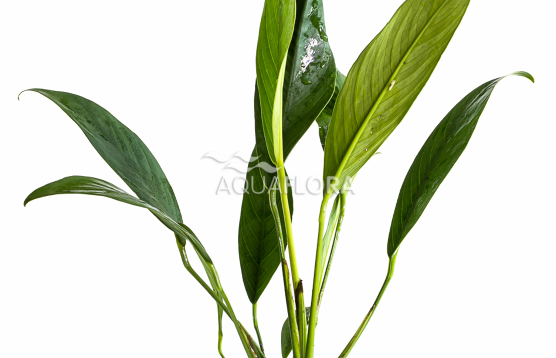 Anubias Afzelii - Pe