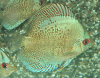 Discus Snakeskin Blue