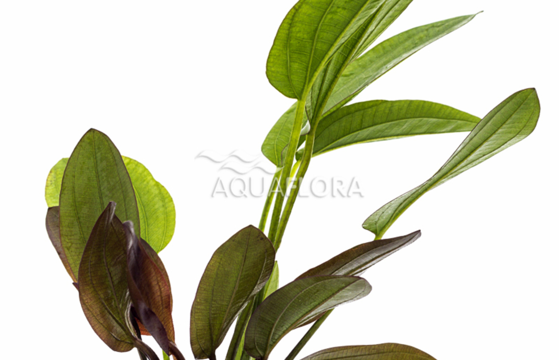 Echinodorus X Barthii - Pe